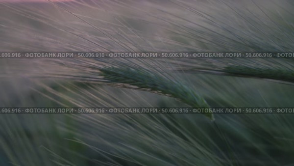 barley with spikes in field, back lit cereal crops plantation in sunset. Стоковое видео, видеограф svetograph / Фотобанк Лори