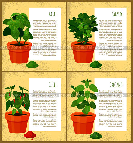 Basil parsley chile and oregano fresh greenery set vector illustration, text sample, various spices collection, fresh greenery leaves, spicy powders. Basil Parsley Chile and Oregano Fresh Geenery Set. Стоковая иллюстрация, агентство Ingram Publishing / Фотобанк Лори