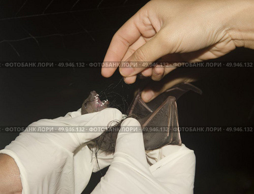 Bat in hand of researcher, Of research studies in the field. Стоковое фото, агентство Ingram Publishing / Фотобанк Лори