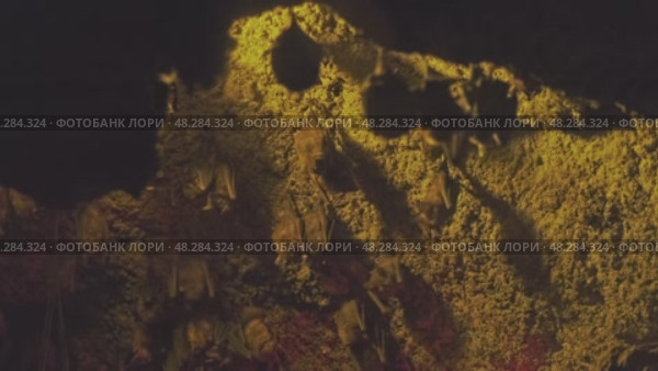 Bats hanging in cave. Стоковое видео, видеограф Михаил Коханчиков / Фотобанк Лори