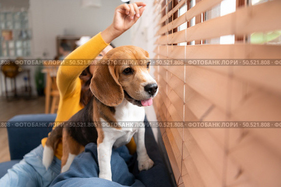 Beagle dog with her owner’s girl on a weekend getaway sitting and resting and looking out of the window in the living room of the house. Стоковое фото, агентство Ingram Publishing / Фотобанк Лори