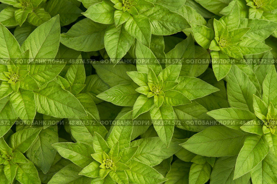 Beautiful background of upright shoots of verbennia. View from above. Macrophotography. Стоковое фото, фотограф Роман Дзюбало / Фотобанк Лори