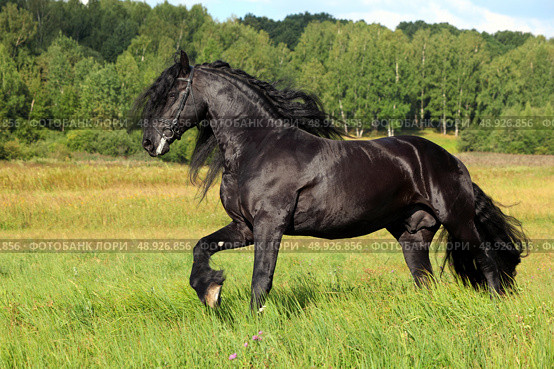 Beautiful black friesian horse galloping in the summer green meadow. Прекрасный черный конь фризской породы скачет галопом по летнему зеленому лугу. Стоковое фото, фотограф Михаил Кондрашов / Фотобанк Лори
