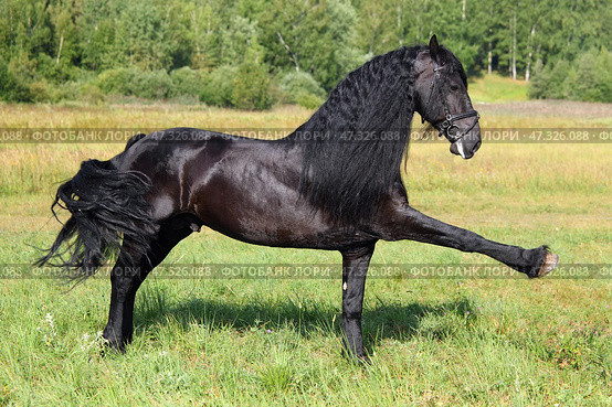 Beautiful black friesian horse runs gallop in the summer green meadow. Прекрасный черный конь фризской породы скачет галопом по летнему зеленому лугу. Стоковое фото, фотограф Михаил Кондрашов / Фотобанк Лори