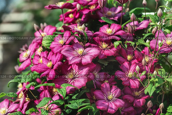 Beautiful clematis bush ville de lyon on sunny day in ornamental garden. Flower with pink petals and yellow middle. Стоковое фото, фотограф Марина Багрова / Фотобанк Лори