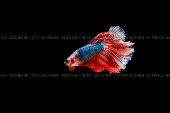 Beautiful colorful of siamese betta fish . Стоковое фото, агентство Ingram Publishing / Фотобанк Лори