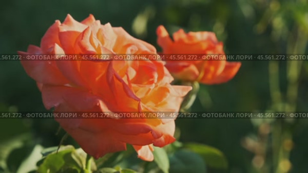 Beautiful coral roses in garden closeup. Стоковое видео, видеограф Михаил Коханчиков / Фотобанк Лори