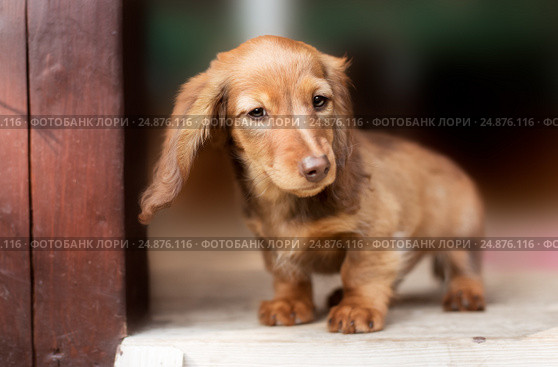 Beautiful dachshund puppy dog with sad eyes portrait. Стоковое фото, фотограф Екатерина Куракина / Фотобанк Лори
