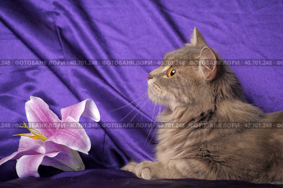 Beautiful fluffy gray cat and flower. Стоковое фото, фотограф Анна Кривицкая / Фотобанк Лори