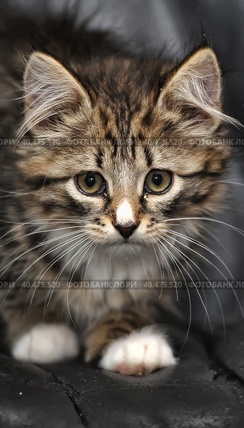 Beautiful fluffy kitten on a dark background. Стоковое фото, фотограф Анна Кривицкая / Фотобанк Лори