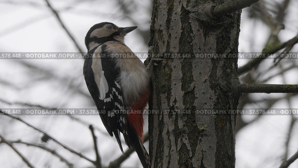 Beautiful forest woodpecker Dendrocopos medius on a tree looking for food. Стоковое фото, фотограф Фотограф / Фотобанк Лори