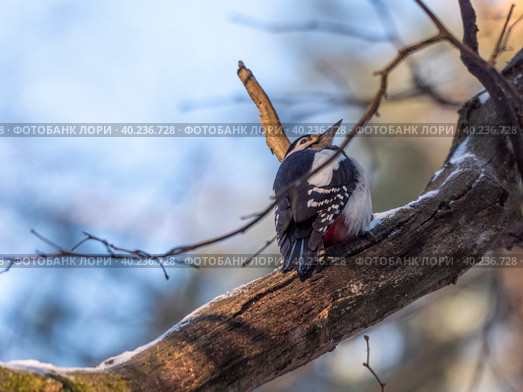 Beautiful forest woodpecker Dendrocopos medius on a tree looking for food. Стоковое фото, фотограф Фотограф / Фотобанк Лори