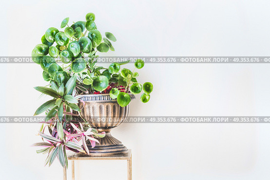 Beautiful green home interior and decor ideas. Urn planter with trends indoor plants : Chinese money plant ( missionary plant ) and Moses-in-the-Boat at white wall background. Стоковое фото, агентство Ingram Publishing / Фотобанк Лори