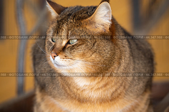 Beautiful image of jungle cat Felis Chaus. big brown cat close up on blurred dark orange background. Стоковое фото, фотограф Павел Муравьев / Фотобанк Лори