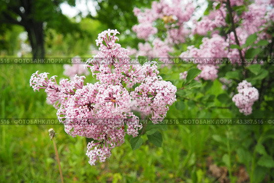 Beautiful inflorescences of pink lilac on branch in the city park of Warsaw, Poland. Beautiful flowering flowers of lilac tree Syringa vulgaris. Spring blossom. Syringa plant olive family or Oleaceae. Стоковое фото, фотограф Юлия Петровская / Фотобанк Лори
