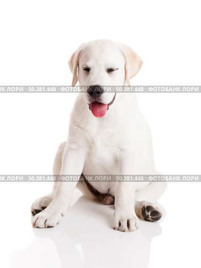 Beautiful labrador retriever cream puppy isolated on white background with a funny expression. Стоковое фото, агентство Ingram Publishing / Фотобанк Лори