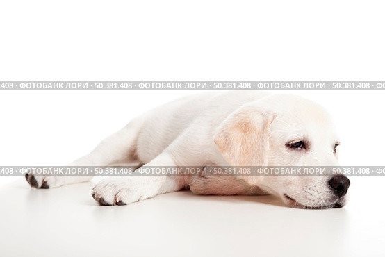 Beautiful labrador retriever puppy isolated on white background with a sleep look. Стоковое фото, агентство Ingram Publishing / Фотобанк Лори