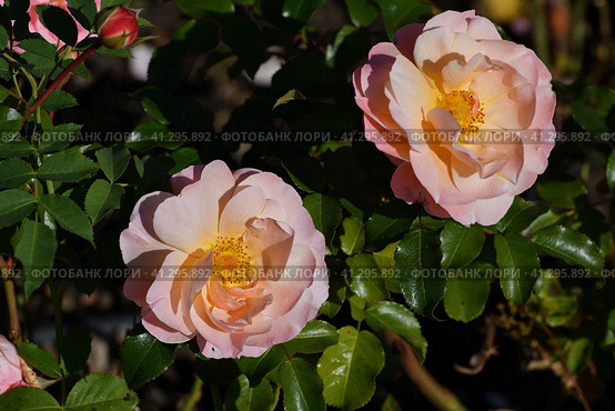 Beautiful large tea roses in the garden. Стоковое фото, фотограф Володина Ольга / Фотобанк Лори