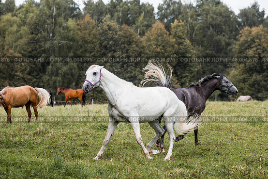 Beautiful natural landscape. Beautiful horses in the pasture. The horses are in the paddock. Livestock. Стоковое фото, фотограф Photojuli / Фотобанк Лори