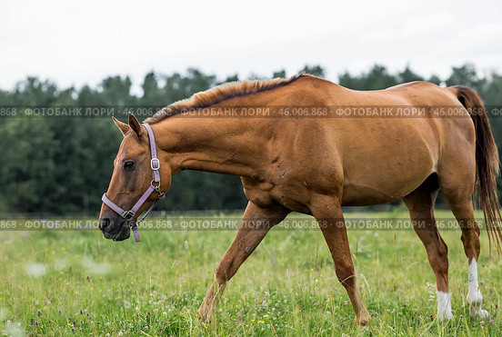 Beautiful natural landscape. Beautiful horses in the pasture. The horses are in the paddock. Livestock. Стоковое фото, фотограф Photojuli / Фотобанк Лори