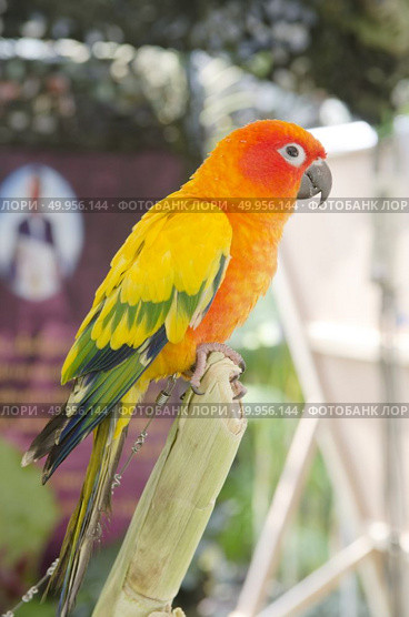 beautiful of colorful parrot bird. Стоковое фото, агентство Ingram Publishing / Фотобанк Лори