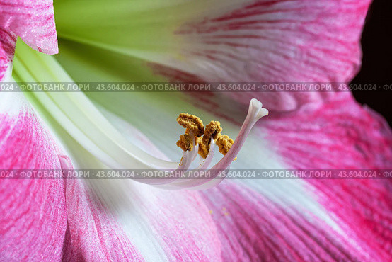 Beautiful pink hippeastrum flower close-up. Closeup of inflorescences with stamens and pestle. Стоковое фото, фотограф Лариса Гордеева / Фотобанк Лори