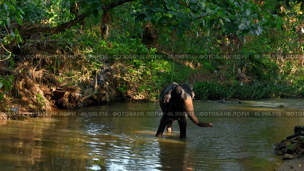 Beautiful playful elephant bathing in the river. Стоковое фото, фотограф David Kashakhi / Фотобанк Лори