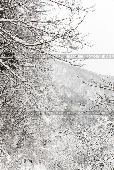 Beautiful Snowfall winter landscape with snow covered trees. Стоковое фото, агентство Ingram Publishing / Фотобанк Лори