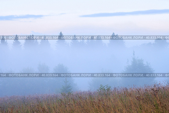 Beautiful summer foggy landscape. Morning fog over the clearing and forest. View of trees in the fog. Summer nature in the countryside. Scenic misty rural scape. Amazing soft mist. Natural background. Стоковое фото, фотограф Андрей Степанов / Фотобанк Лори