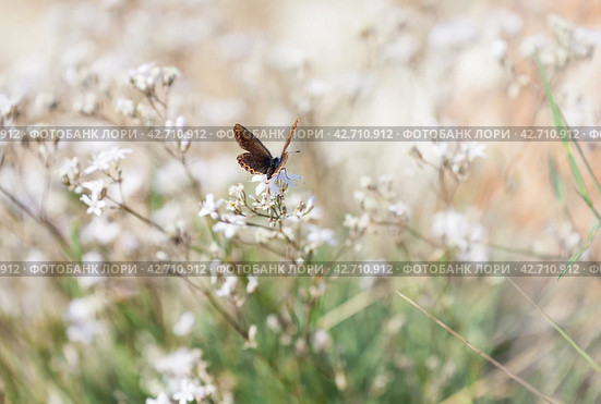 Beautiful summer landscape with a brown butterfly Satyrinae (lat. Satyridae, Nymphalidae) collecting nectar from wild white delicate Stellaria flowers on the shore of Lake Baikal on a sunny summer day. Стоковое фото, фотограф Виктория Катьянова / Фотобанк Лори