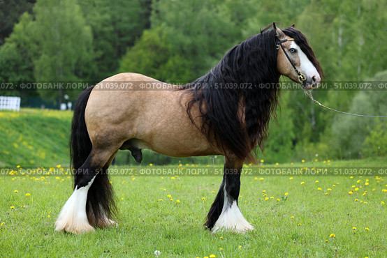 Beautiful Tinker horse with long mane rearing up in nature background. Прекрасная лошадь породы Тинкер с длинной гривой встала на дыбы на фоне лесной лужайки. Стоковое фото, фотограф Михаил Кондрашов / Фотобанк Лори
