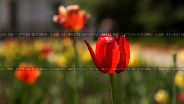 Beautiful tulip flowers in a city alley, beautification of the urban territory. Стоковое фото, фотограф David Kashakhi / Фотобанк Лори