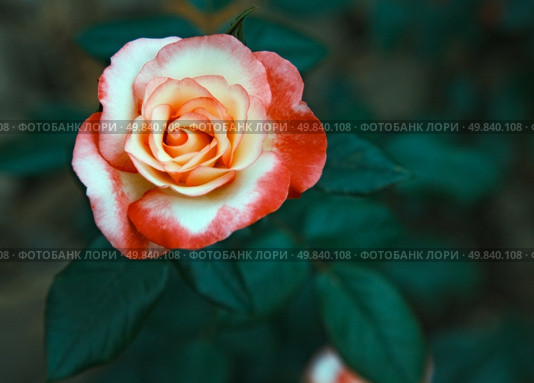 beautiful twocolored flower rose. outdoor shot. Стоковое фото, агентство Ingram Publishing / Фотобанк Лори