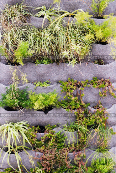 Beautiful vertical garden with plants on eco friendly textile texture. Стоковое фото, агентство Ingram Publishing / Фотобанк Лори
