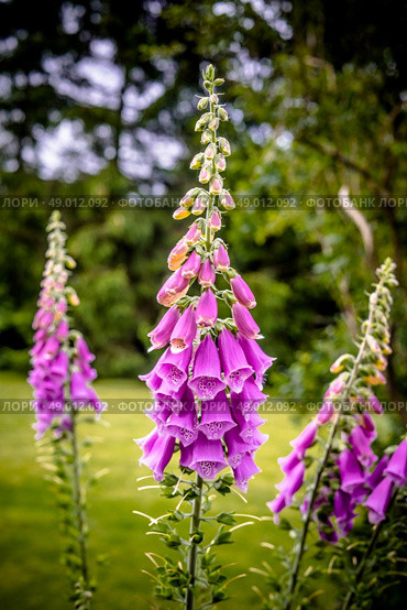 Beautiful violet Campanula flowerin a garden at summertime. Стоковое фото, агентство Ingram Publishing / Фотобанк Лори