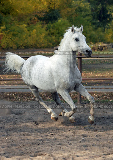 Beautiful white arabian horse runs gallop across paddock to autumn farm. Белый арабский конь скачет через паддок на осенней ферме. Стоковое фото, фотограф Михаил Кондрашов / Фотобанк Лори