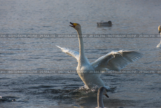 Beautiful white whooping swans. Стоковое фото, фотограф Jan Jack Russo Media / Фотобанк Лори