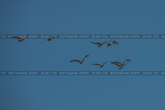Beautiful white whooping swans. Стоковое фото, фотограф Jan Jack Russo Media / Фотобанк Лори