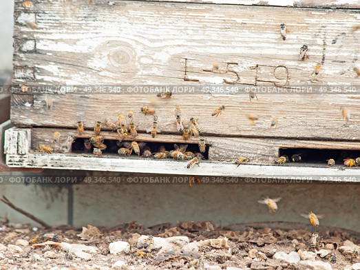Bees flying at  hive entrance. close up. Стоковое фото, агентство Ingram Publishing / Фотобанк Лори