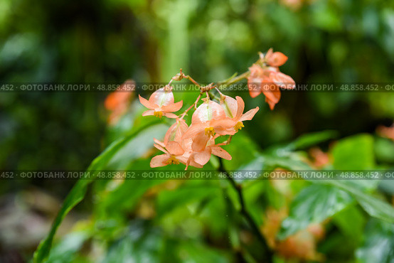Begonia heracleifolia Orange with coral orange flowers and deeply lobed green leaves. Bright tropical plant blooming in closeup. Стоковое фото, фотограф Татьяна Терехина / Фотобанк Лори