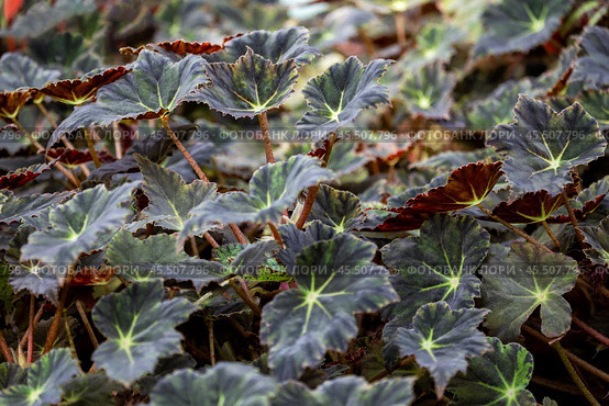 Begonia leaves. Стоковое фото, фотограф Юлия Бабкина / Фотобанк Лори