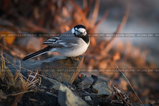 Белая трясогузка (Motacilla alba). Маленькая дикая птица сидит на камне. Животный мир Арктики. Природа и животные Чукотки. Сибирь, Дальний Восток России. Стоковое фото, фотограф Андрей Степанов / Фотобанк Лори