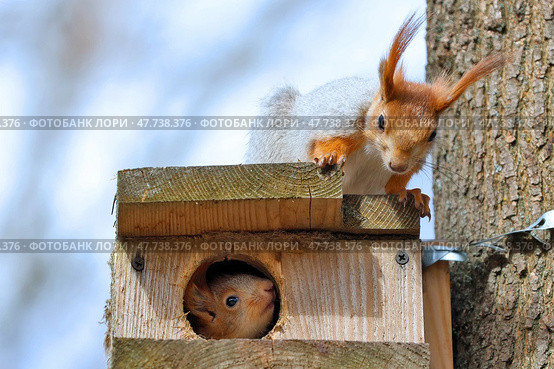 Белки Sciurus vulgaris. Мама с малышом. Стоковое фото, фотограф Александр Тарасенков / Фотобанк Лори
