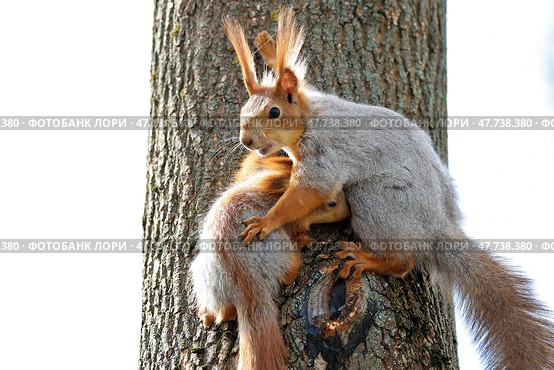 Белки Sciurus vulgaris. Мама с малышом. Стоковое фото, фотограф Александр Тарасенков / Фотобанк Лори