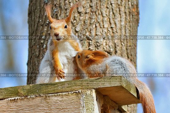 Белки Sciurus vulgaris. Мама с малышом. Стоковое фото, фотограф Александр Тарасенков / Фотобанк Лори