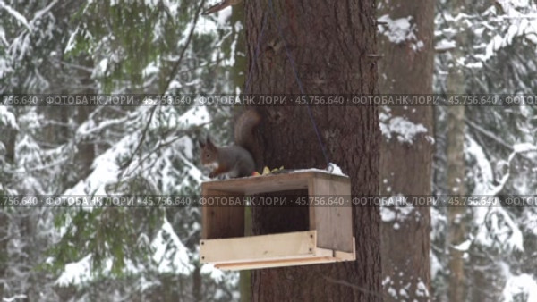 Белочка (белка) прибежала к кормушке. Снегопад. Декабрь. The squirrel ran to the feeder. Snowfall. December. Стоковое видео, видеограф Горшков Александр / Фотобанк Лори