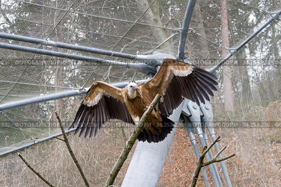 Белоголовый сип (лат. Gyps fulvus) расправил крылья, сидя на ветке дерева. Alpenzoo (Альпийский зоопарк). Инсбрук, Австрия. Стоковое фото, фотограф Сергей Рыбин / Фотобанк Лори