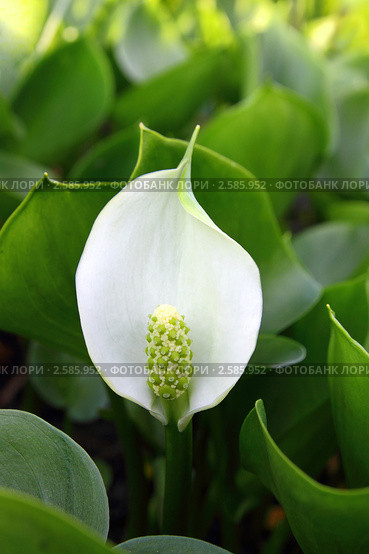 Белокрыльник болотный (Calla palustris L.) Стоковое фото, фотограф Григорий Писоцкий / Фотобанк Лори