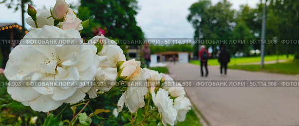 Белоснежная роза Аспирин (Aspirin-Rose) почвопокровная розочка с белыми махровыми цветками. Цветы собраны в пушистые кисти, почти полностью покрывают куст. Стоковое фото, фотограф Светлана Русских / Фотобанк Лори