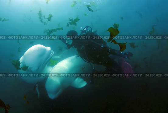 Beluga whale or white whale (Delphinapterus leucas) Sea of Japan. Стоковое фото, фотограф Некрасов Андрей / Фотобанк Лори